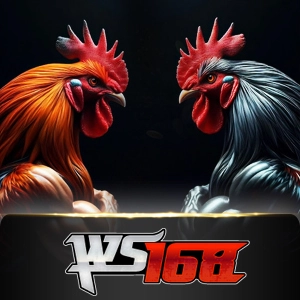 Ws168 Sabung - MASURAPLAY77